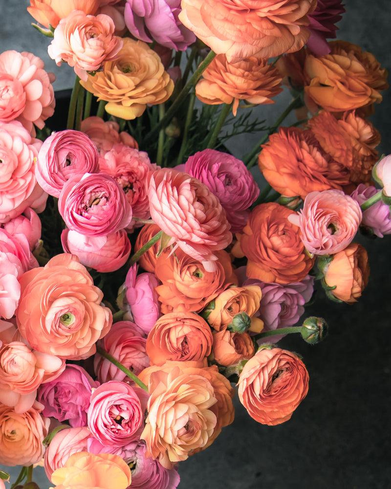 Ranunculus Amandine Salmon