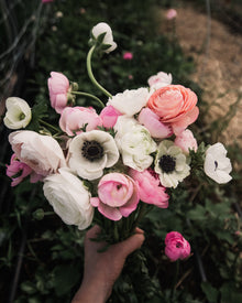 Ranunculus Amandine Pastel Mix
