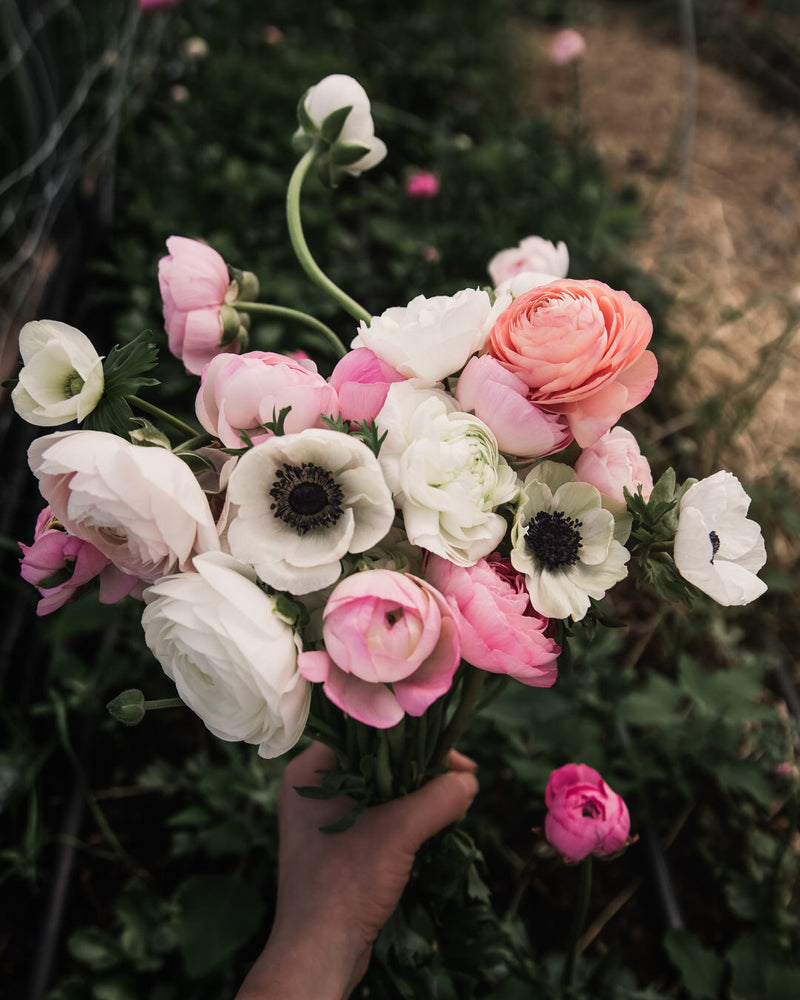 Anemone Galilee White & Black Center (XL Corms)