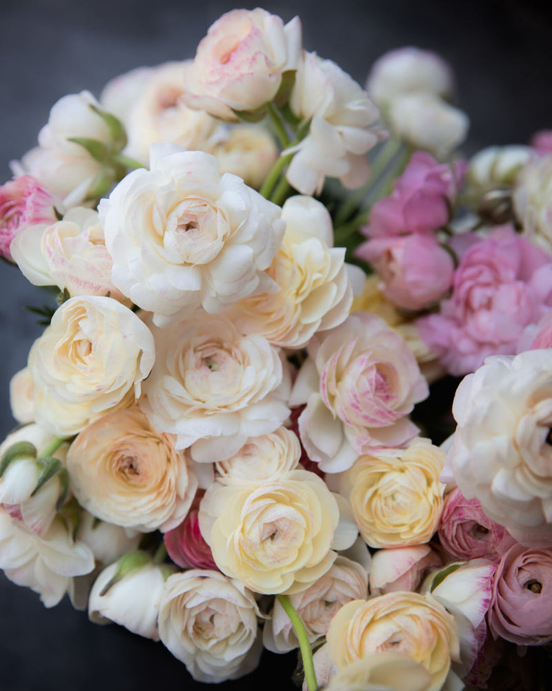 Ranunculus Italian Elegance Bianco Sfumato®