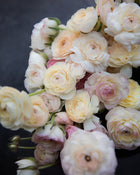 Ranunculus Italian Elegance Bianco Sfumato®