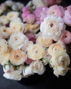 Ranunculus Italian Elegance Bianco Sfumato®