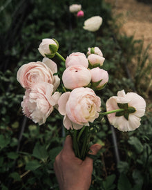 Ranunculus Amandine Chamallow