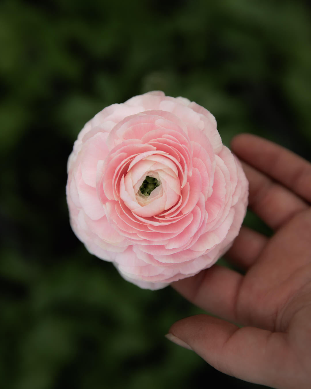Ranunculus Amandine Chamallow