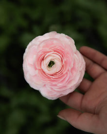 Ranunculus Amandine Chamallow