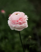 Ranunculus Amandine Chamallow