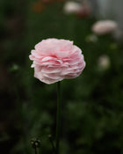 Ranunculus Amandine Chamallow