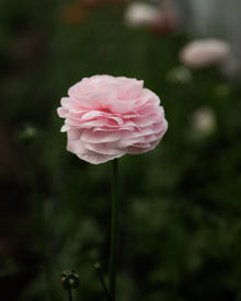 Ranunculus Amandine Chamallow