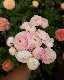 Ranunculus Amandine Chamallow