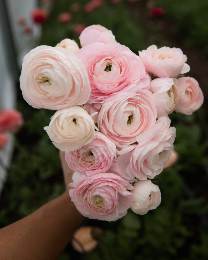 Ranunculus Chamallow