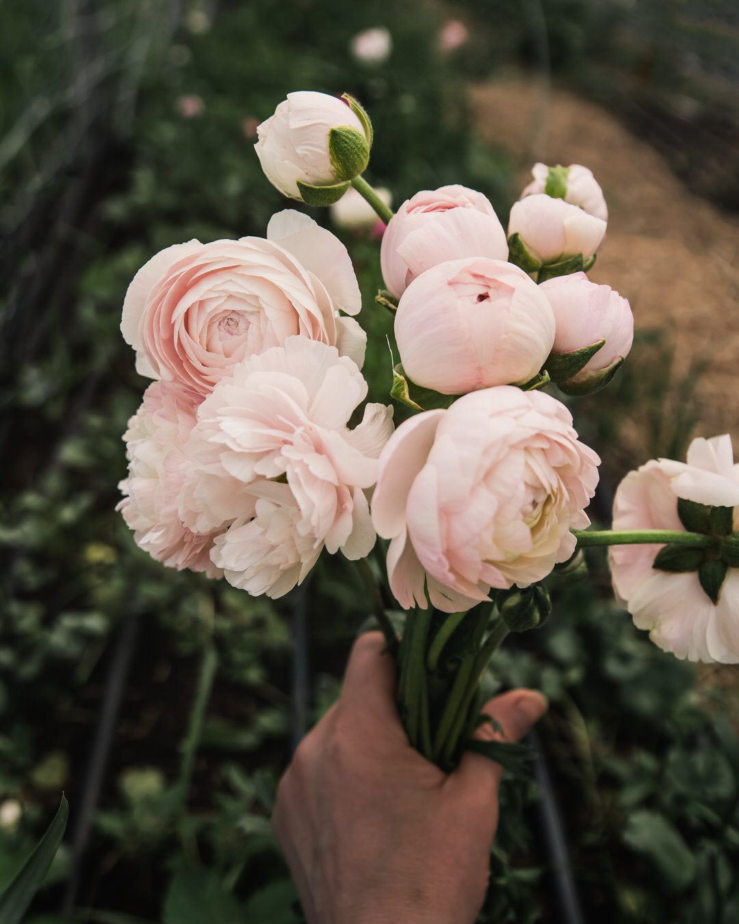 Ranunculus Amandine Chamallow