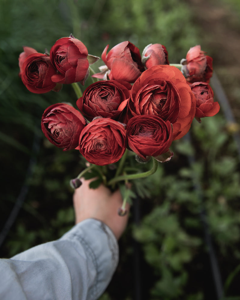 Ranunculus Italian Elegance Cioccolato®