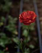 Ranunculus Italian Elegance Cioccolato®