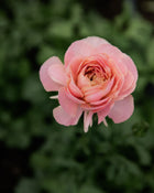 Ranunculus Italian Elegance Pastello®