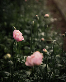 Ranunculus Italian Elegance Pastello®
