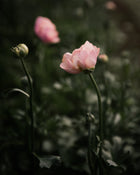 Ranunculus Italian Elegance Pastello®