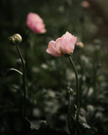 Ranunculus Italian Elegance Pastello®