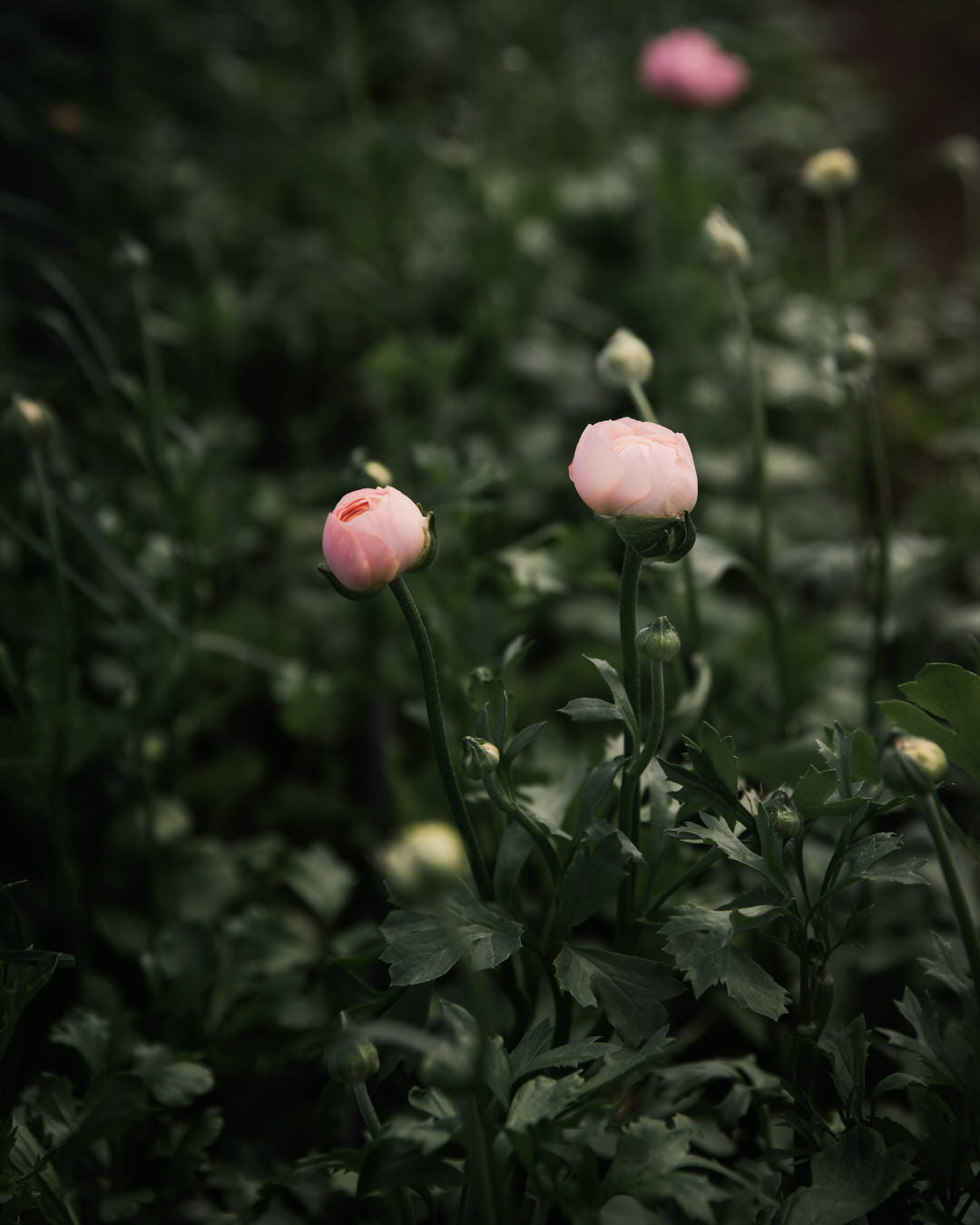Ranunculus Italian Elegance Pastello®