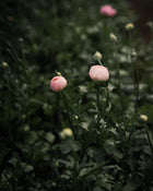 Ranunculus Italian Elegance Pastello®
