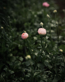 Ranunculus Italian Elegance Pastello®