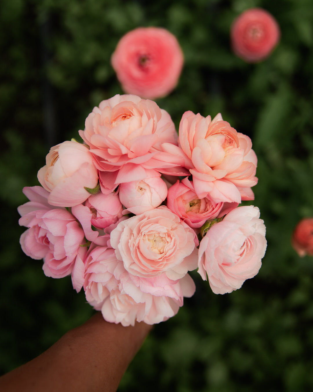 Ranunculus Italian Elegance Pastello®