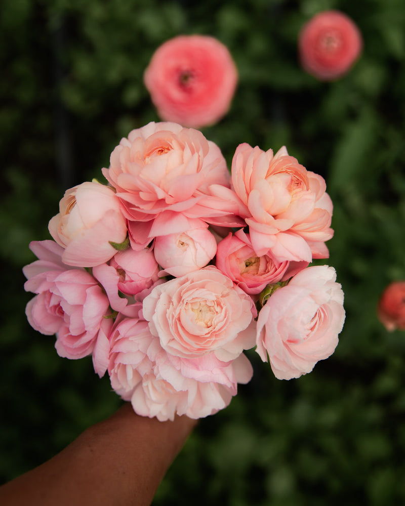 Ranunculus Italian Elegance Pastello®