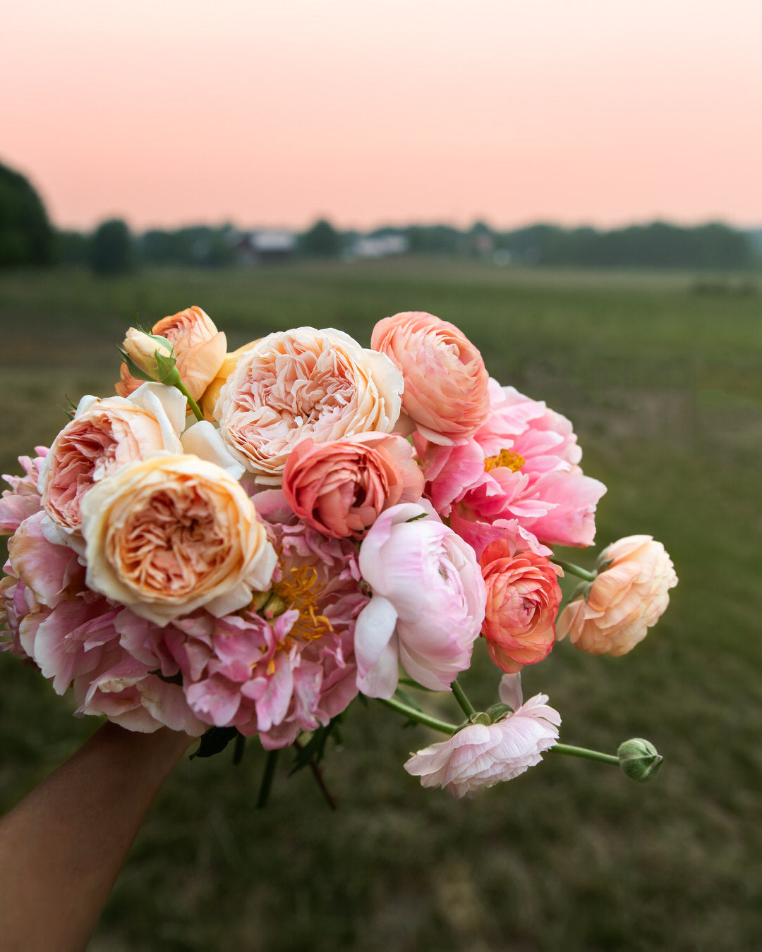 Peony 'Coral Charm' (3-5 eye)