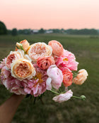 Peony 'Coral Charm' (3-5 eye)