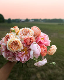Peony 'Coral Charm' (3-5 eye)