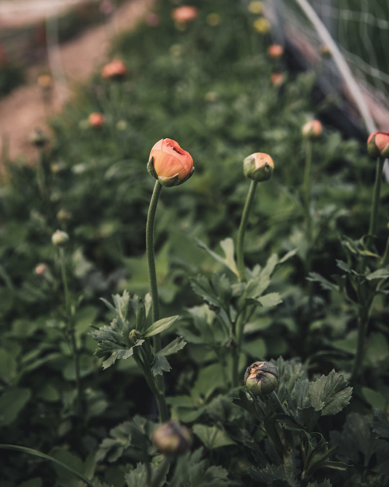 Ranunculus Amandine Salmon