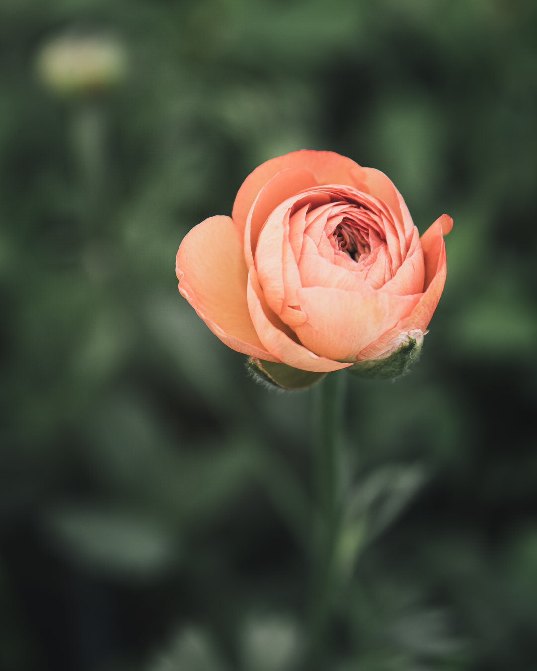 Ranunculus Amandine Salmon
