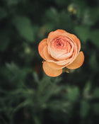 Ranunculus Amandine Salmon