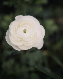 Ranunculus Italian Elegance Bianco®