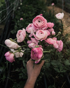 Ranunculus Italian Elegance Pastello®