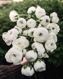 Ranunculus Italian Elegance Bianco®