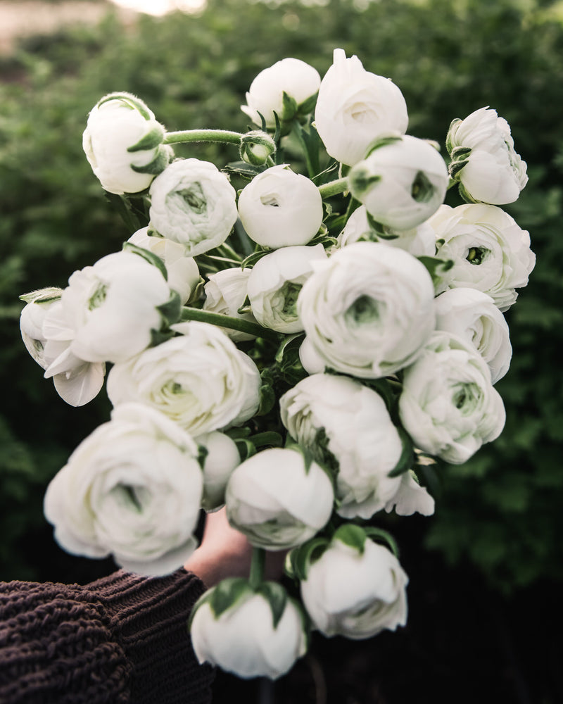 Ranunculus Italian Elegance Bianco®