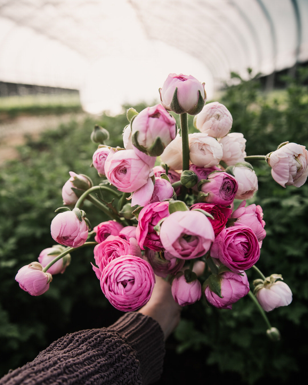 Ranunculus Amandine Pastel Mix