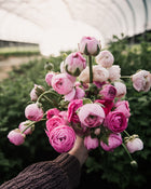 Ranunculus Amandine Pastel Mix