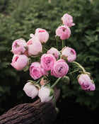 Ranunculus Amandine Pastel Mix