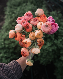 Ranunculus Amandine Salmon
