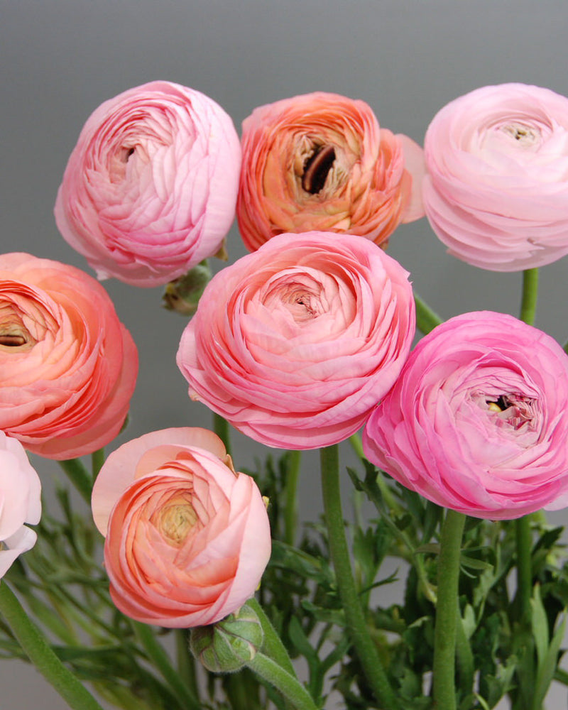 Ranunculus Amandine Pastel Mix