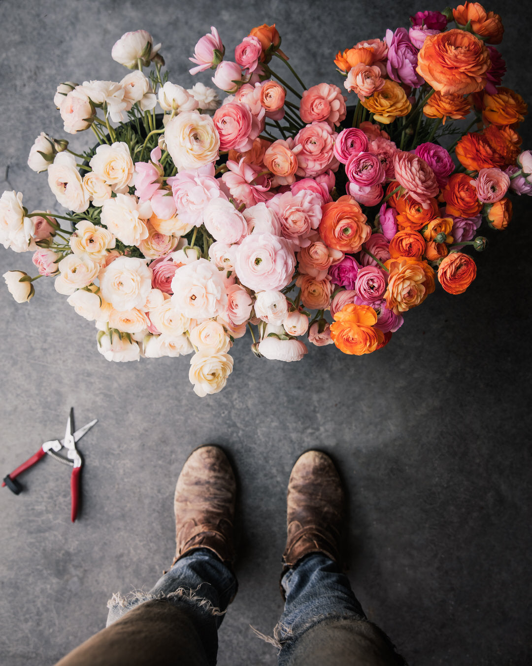 Ranunculus Amandine Salmon