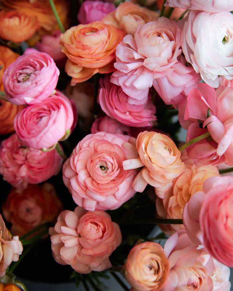 Ranunculus Amandine Pastel Mix