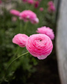 Ranunculus Italian Elegance Rosa Chiaro®