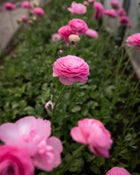Ranunculus Italian Elegance Rosa Chiaro®