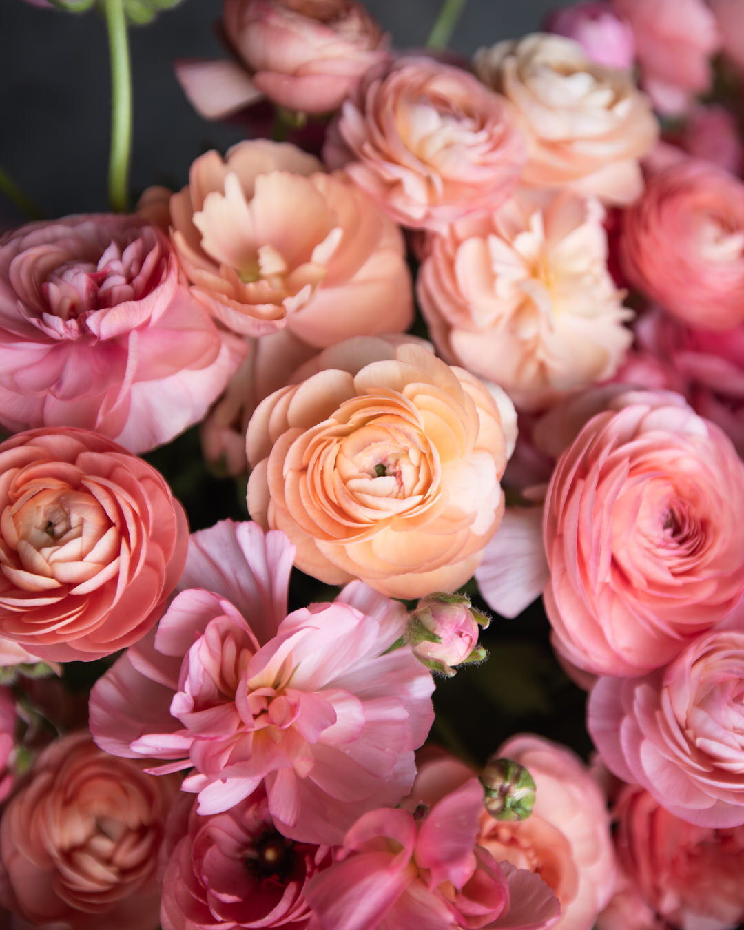 Ranunculus Italian Elegance Salmone® (XL)
