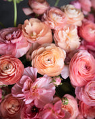 Ranunculus Italian Elegance Salmone® (XL)