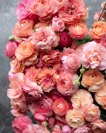 Ranunculus Italian Elegance Salmone® (XL)