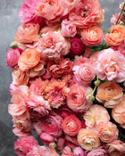 Ranunculus Italian Elegance Salmone® (XL)