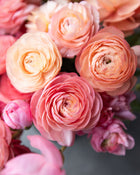 Ranunculus Italian Elegance Salmone® (XL)